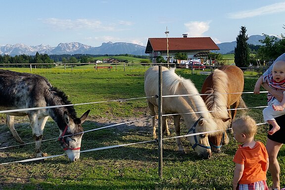 Ponys und Esel auf der Weide